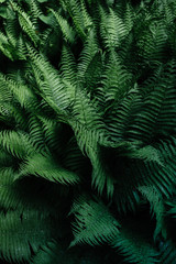 Fototapeta na wymiar Beautyful ferns leaves. Tropical Fern Bushes