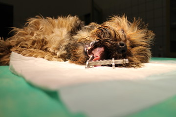 Yorkshire terrier with speculum in mouth lying on operating table 