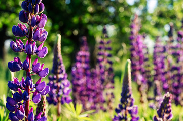 Blue field flowers