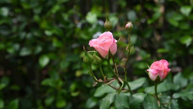 新緑、バラ、イメージ素材、優しい色合いのピンクの薔薇、4k動画