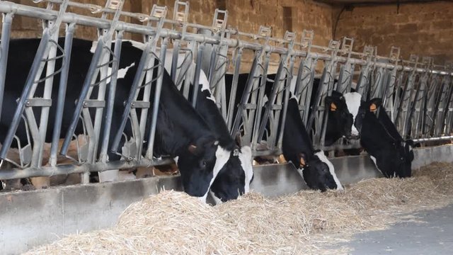 Bovinicoltura Rinderproduktion Bovinocultura &Eacute;levage bovin Скотоводство Rundveehouderij تربية الأبقار 