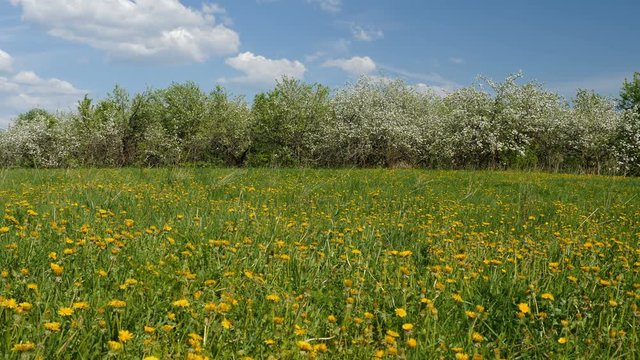 Blossoming apple fruit trees in orchard in springtime