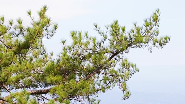 Pinus mugo - It is also known as creeping pine, dwarf mountain pine, mugo pine.