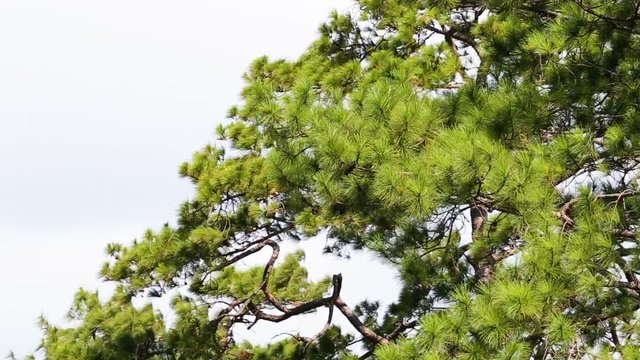 Pinus mugo - It is also known as creeping pine, dwarf mountain pine, mugo pine.