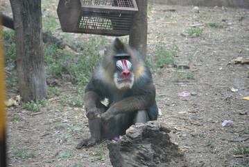 Mandrill