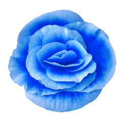 Obraz premium Flower blue begonia isolated on white background. Close-up. Element of design.