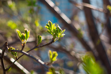 spring branch with fresh green leaves on blurred sunlight background