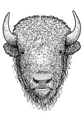 Bison illustration, drawing, engraving, ink, line art, vector
