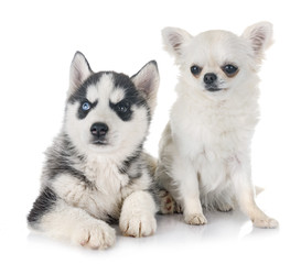 puppy siberian husky and chihuahua