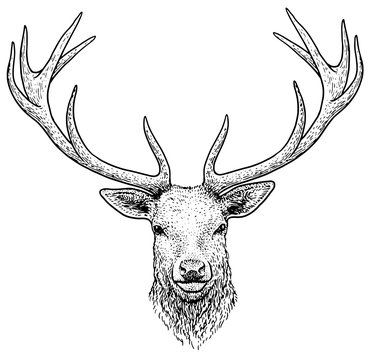 Deer head illustration, drawing, engraving, ink, line art, vector