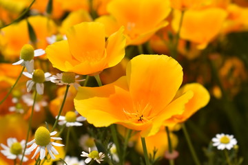 Obraz premium カルフォルニアポピー