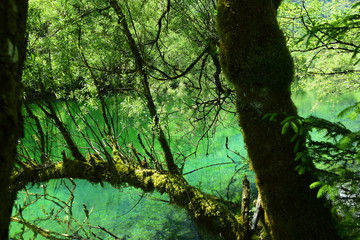 Fototapeta premium See, Wald