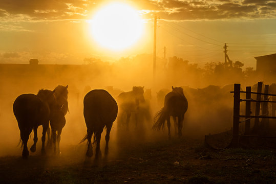 a herd of horses running on the sunset background