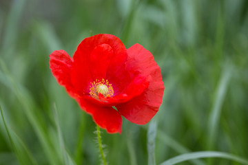 Fototapeta premium Mohnblume in Nahaufnahme