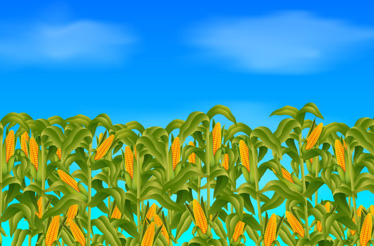 Green corn field growing up on blue sky