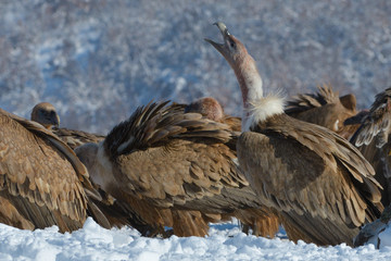 Griffon Vultures in Winter Landscape, into the Mountains