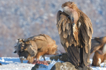 Griffon Vulture Resting on a Rock, in Mountains, in Winter