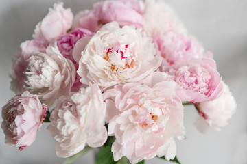 Cute and lovely peony. many layered petals. Bunch pale pink peonies flowers light gray background. Wallpaper, Vertical photo