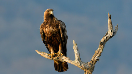 Golden Eagle on a Branch