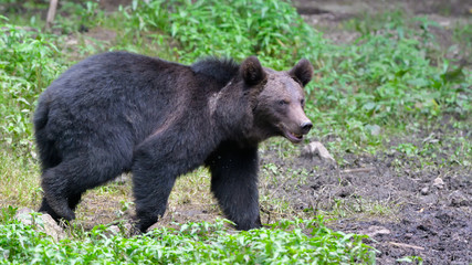 Naklejka premium Wild Brown Bear from Carpathian Mountains
