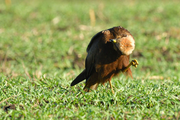 Marsh harrier (Circus aeruginosus)