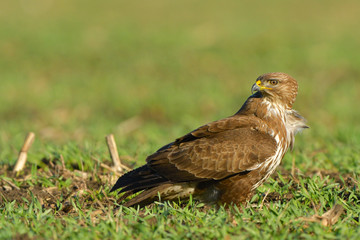 Common Buzzard (Buteo buteo) on Green Grass