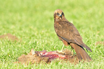Marsh harrier (Circus aeruginosus)