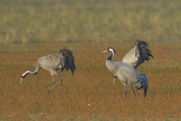 Common Cranes, on the field, in spring migration
