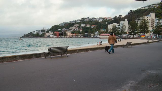 Man walking his dog down Oriental Bay, Wellington, New Zealand
