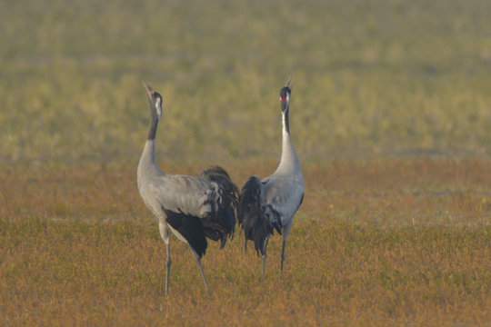 Common Cranes Pair In Mating Dance