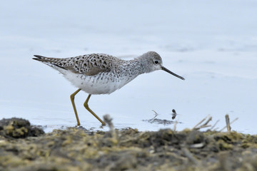 Marsh Sandpiper in shallow water