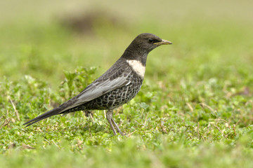 Fototapeta premium Ring Ouzel on the ground