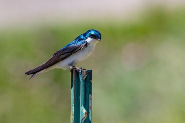 Tree Swallow #4