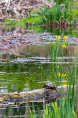 Painted Turtle #2