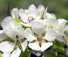 Fototapeta na wymiar flowering pear tree branch