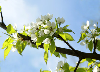 flowering pear tree branch