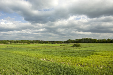 Green field, forest and cloudy sky