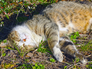 猫