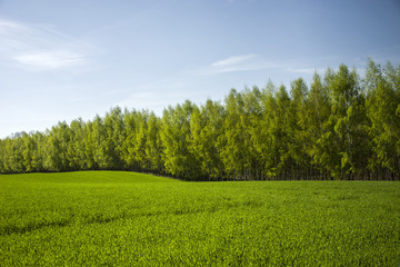Obraz premium Row of trees behind the green field