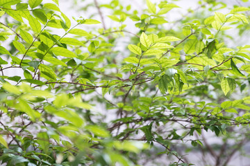 Fototapeta na wymiar Closeup image of tree and leaves