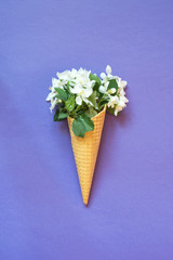 Still life of white blooming spring flower in waffle ice cream cone on violet background. Top view.
