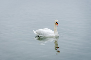 Obraz premium swan in the lake water in its natural environment 