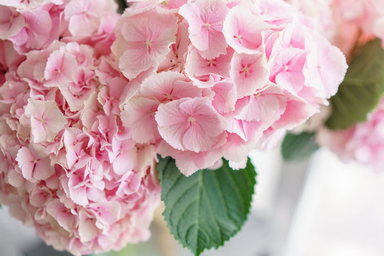 Fototapeta beautiful hydrangea flowers in a vase on a table . Bouquet of light blue, lilac and pink flower. Decoration of home. Wallpaper and background. Vertical photo