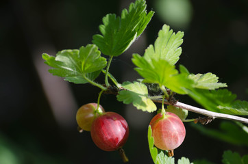 Couple of gooseberry beries on the branch