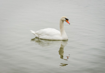 swan in the lake water in its natural environment 