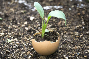 Young sprout in springtime,Closeup.