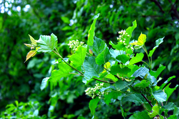 Texture of leaves macro