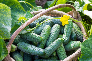 Cucumbers in the basket and blossom of cucumber on the vine , agriculture and harvest concept