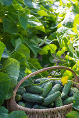Cucumbers in the basket and blossom of cucumber on the vine , agriculture and harvest concept