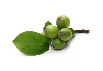 Organic small, green apples with leaves and twig isolated on white background